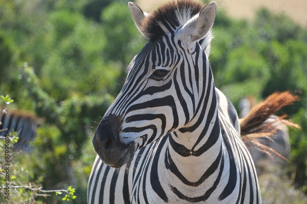 Naklejka premium Zebra close up on face, looking sideways