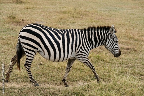 Zebra walking in sundried grass