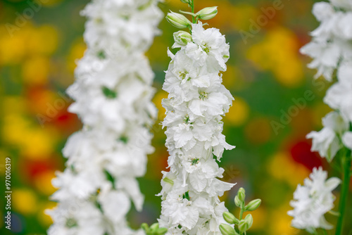 beautiful flowers growing on Confetti fields