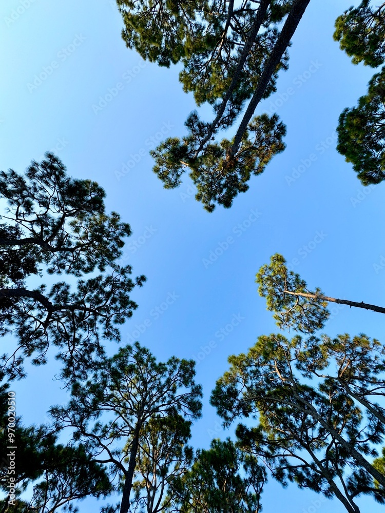 Looking up at the sky through the pine trees in Georgia USA with copy space. Looking up at the sky through the pine trees in Georgia USA with copy space.