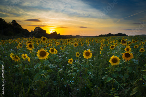 Field of blooming sunflowers at sunset, Salisbury Plain Wiltshire  photo