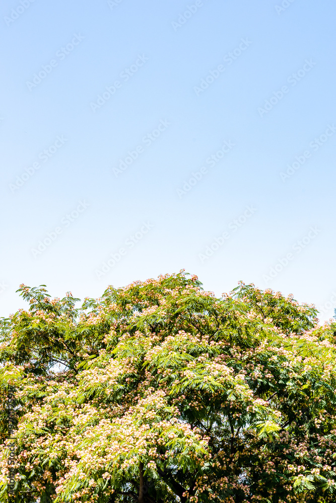 blue sky over top of flowering Persian silk tree blue sky over top of flowering Persian silk tree