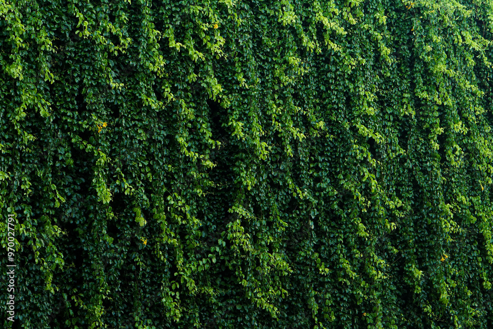 Leaf texture background, hanging leaves. Leaf texture background, hanging leaves.