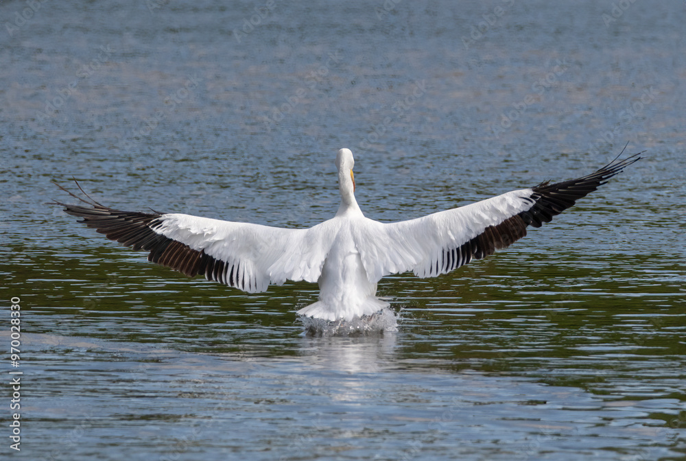Fototapeta premium White Pelican Landing Maxium Wing Span