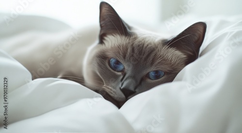 A relaxed cat lounging on a soft blanket in a sunlit room during the afternoon