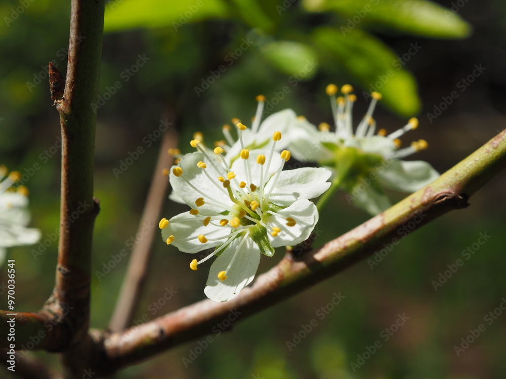 Plum, flower close-up. Floral background. Spring white flowers. The plum branch is covered with white flowers and young foliage. Plum blossom, macro.