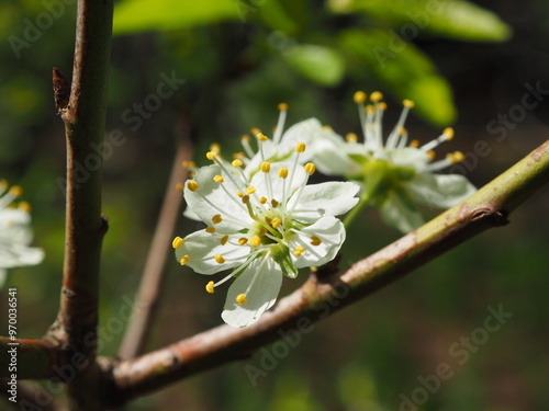 Obraz na płótnie Plum, flower close-up. Floral background. Spring white flowers. The plum branch is covered with white flowers and young foliage. Plum blossom, macro. w salonie
