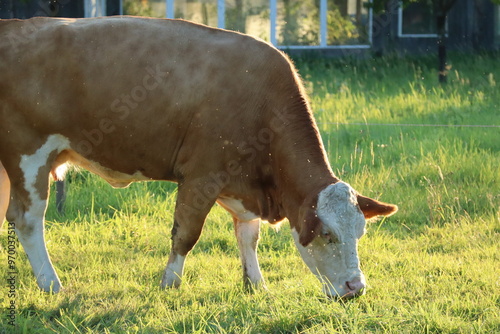 cow in a field