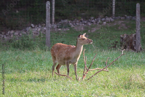 red deer doe in captivity