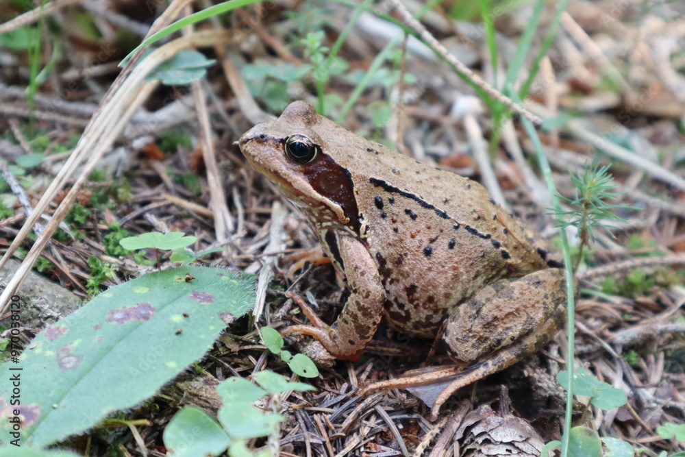 Obraz premium frog on the ground