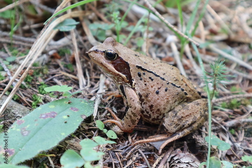 frog on the ground