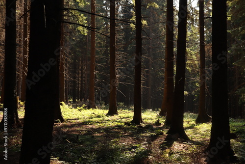 forest in autumn