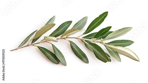 Olive Branch on White Background