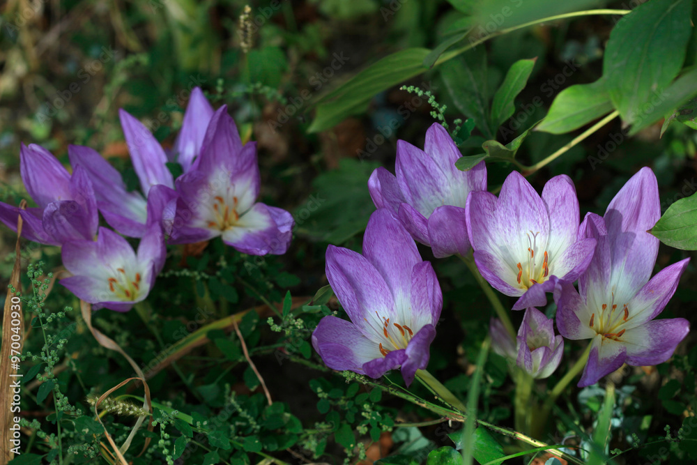 Colorful crocuses in autumn garden Colorful crocuses in autumn garden