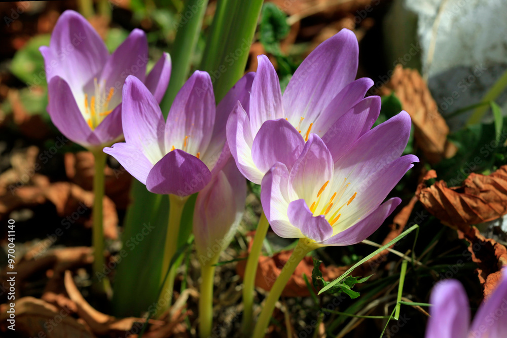 Colorful crocuses in autumn garden Colorful crocuses in autumn garden