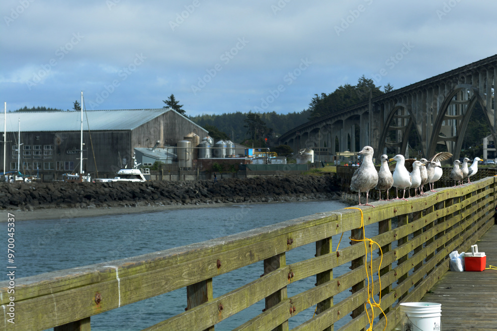 Naklejka premium A line of seagulls sits on the railing of a crab fishing dock in Oregon, Pacific Northwest, USA