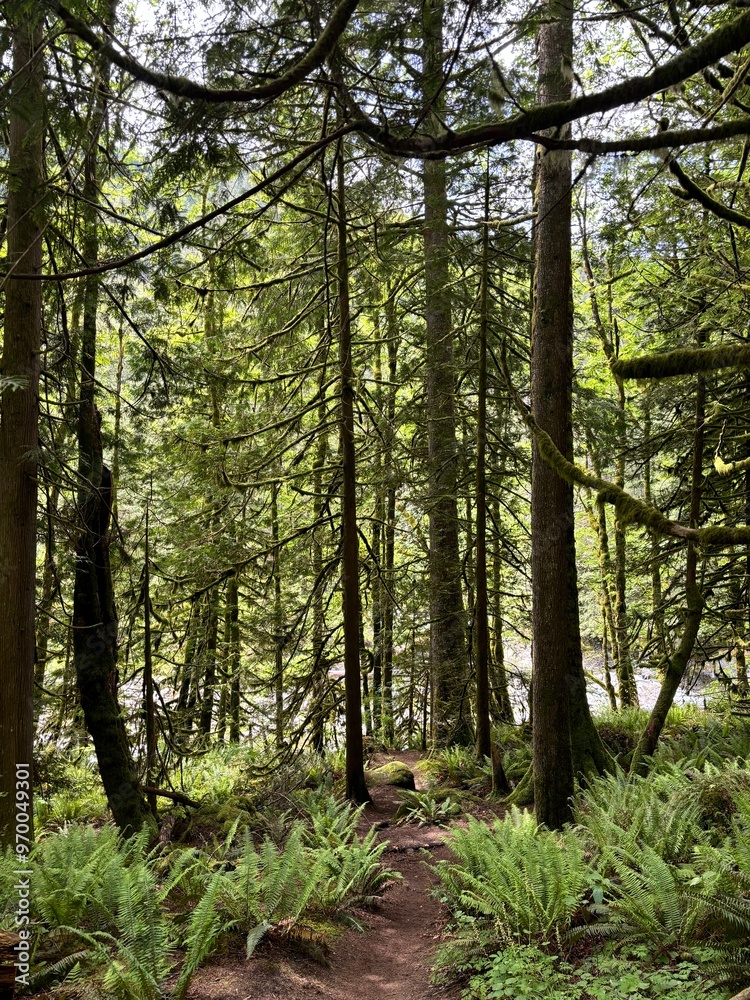 Obraz premium trees in the forest