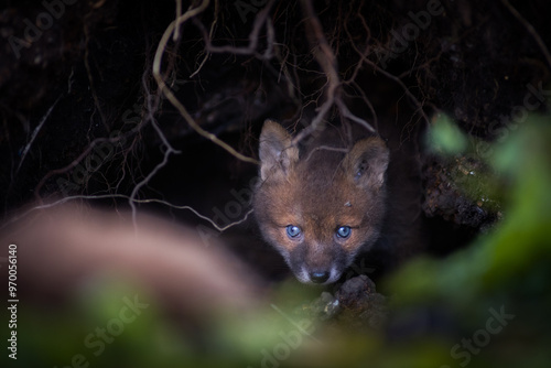 Close up of two playful Red fox cub in Den Blue eyes (Vulpes vulpes) in the field of grass, local park urban. United Kingdom photo