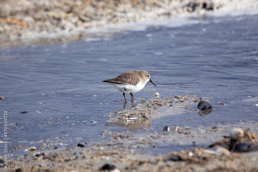 Dunlin (Calidris alpina), common in coastal areas and mudflats Dunlin (Calidris alpina), common in coastal areas and mudflats