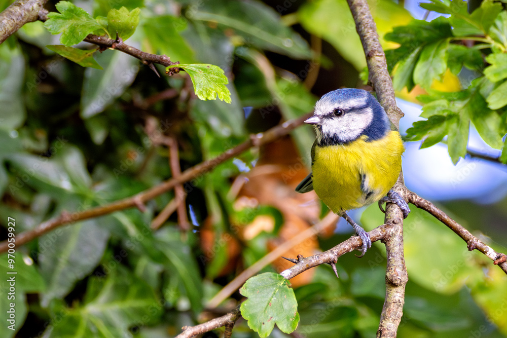 Naklejka premium Blue Tit (Cyanistes caeruleus), common in woodlands and gardens
