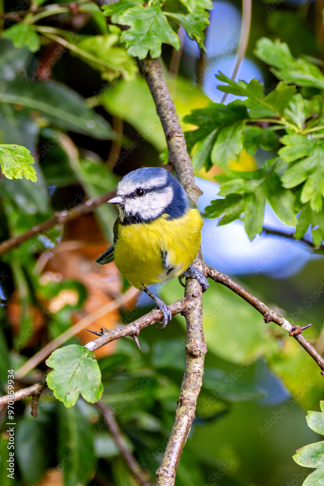 Obraz premium Blue Tit (Cyanistes caeruleus), common in woodlands and gardens