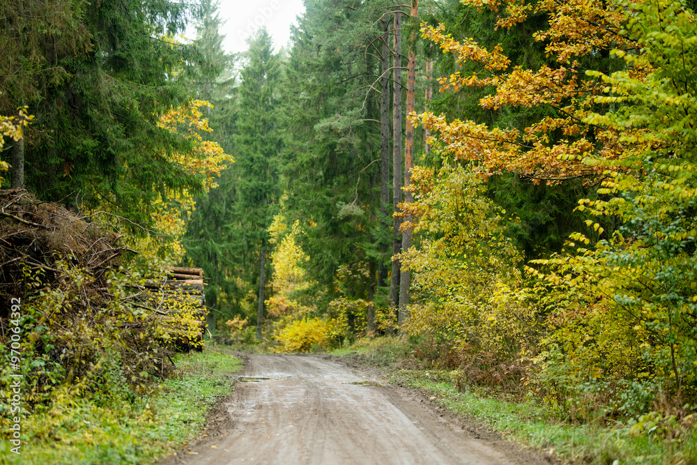 Fototapeta premium Beautiful mixed pine and deciduous forest. Fall foliage on the trees.
