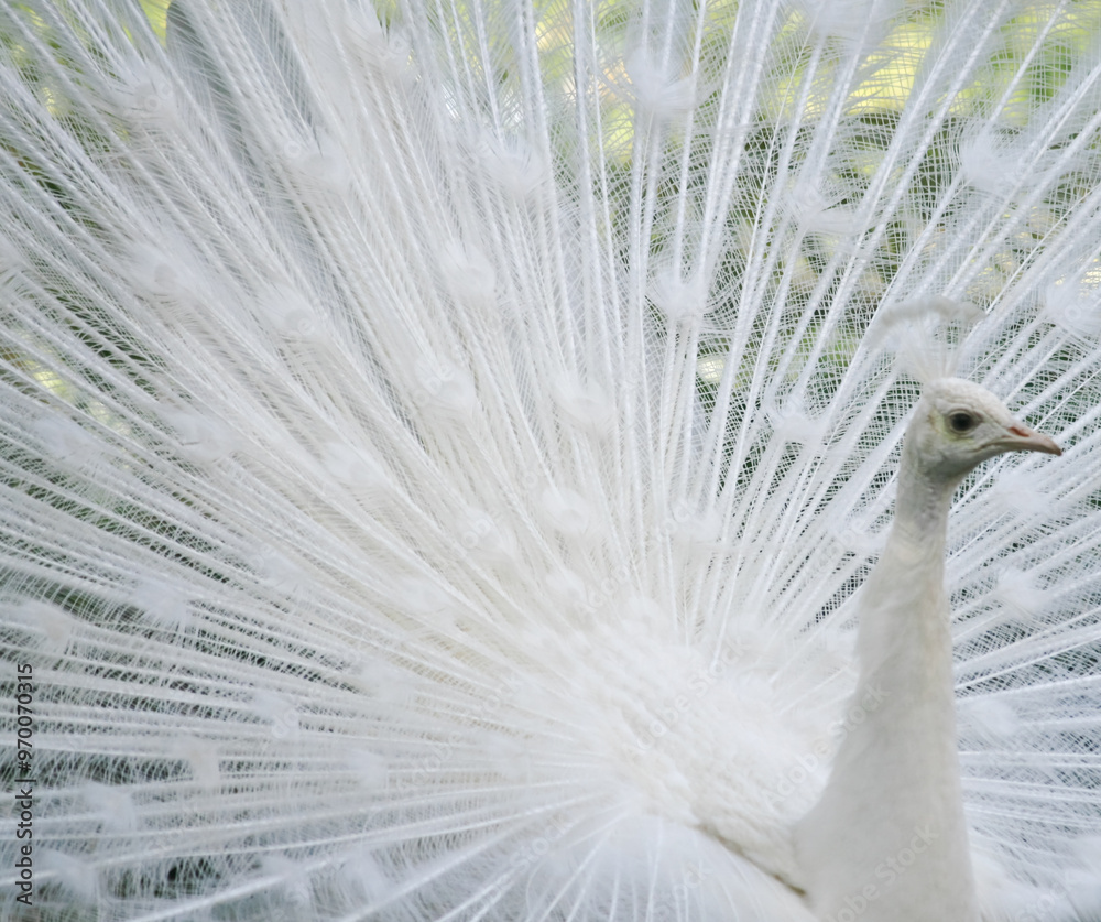 Fototapeta premium Pfau
