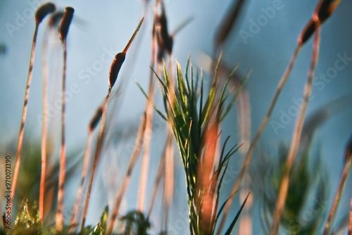 Wiese