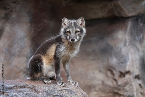 Φωτογραφία artic fox in the summer
