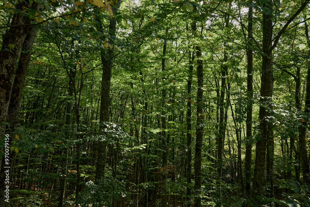 Tranquil wooded area with lush green trees and foliage, perfect for nature lovers and outdoor enthusiasts Tranquil wooded area with lush green trees and foliage, perfect for nature lovers and outdoor enthusiasts