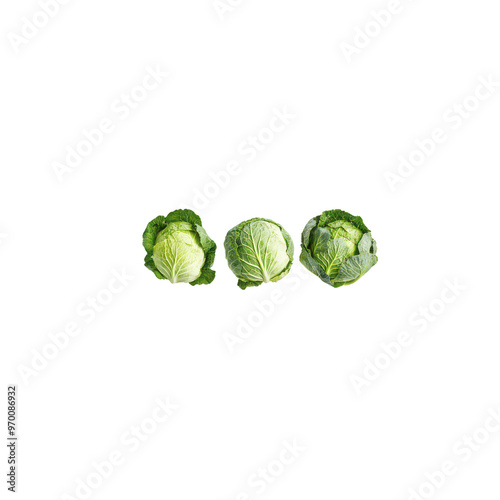 Fresh green cabbages in varying sizes, showcasing their vibrant leaves and textures. Perfect for healthy meals and salads, these cabbages add natural touch to any dish. 