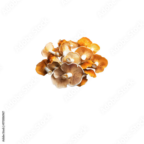 Fresh mushrooms in various shades of orange and brown, showcasing their unique textures and shapes, perfect for culinary use or nature themed designs. 