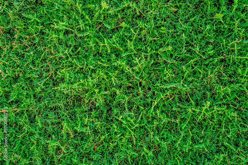 carefully cut thick healthy natural green conifer hedge textured background