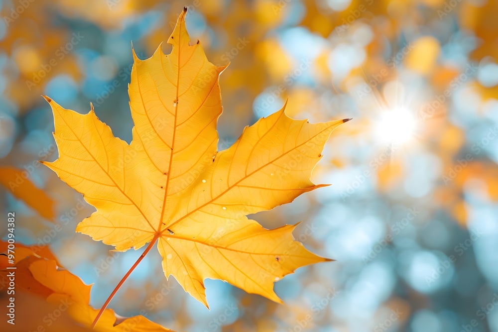 Fototapeta premium Vibrant Autumn Maple Leaf Glowing in the Sunlight