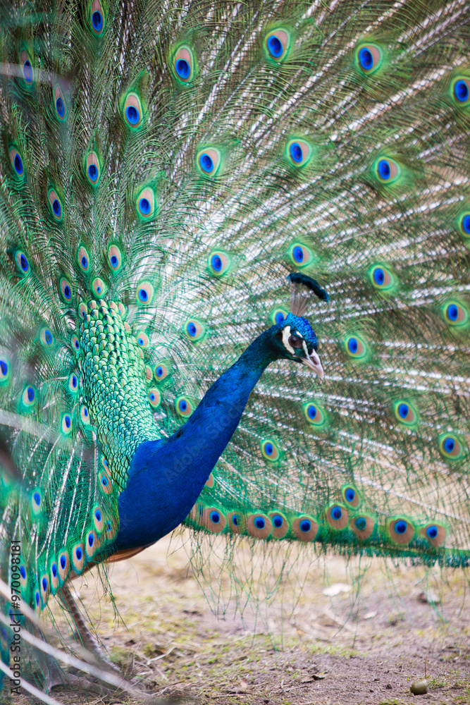 Obraz premium Pfau