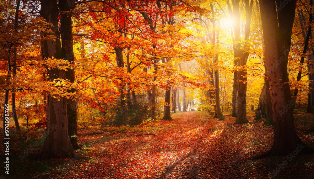 Naklejka premium Autumn fall leaves through the trees yellow orange red landscape