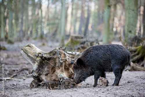 Wildschwein photo