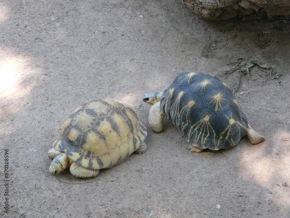 Obraz premium turtle on the sand