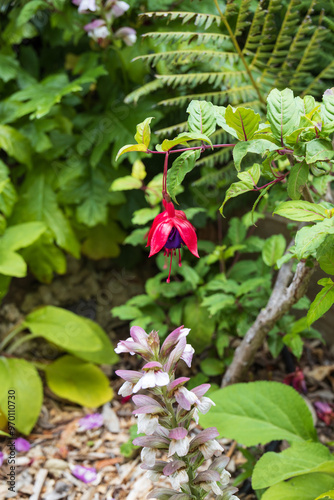 Hardy fuchsia flower 