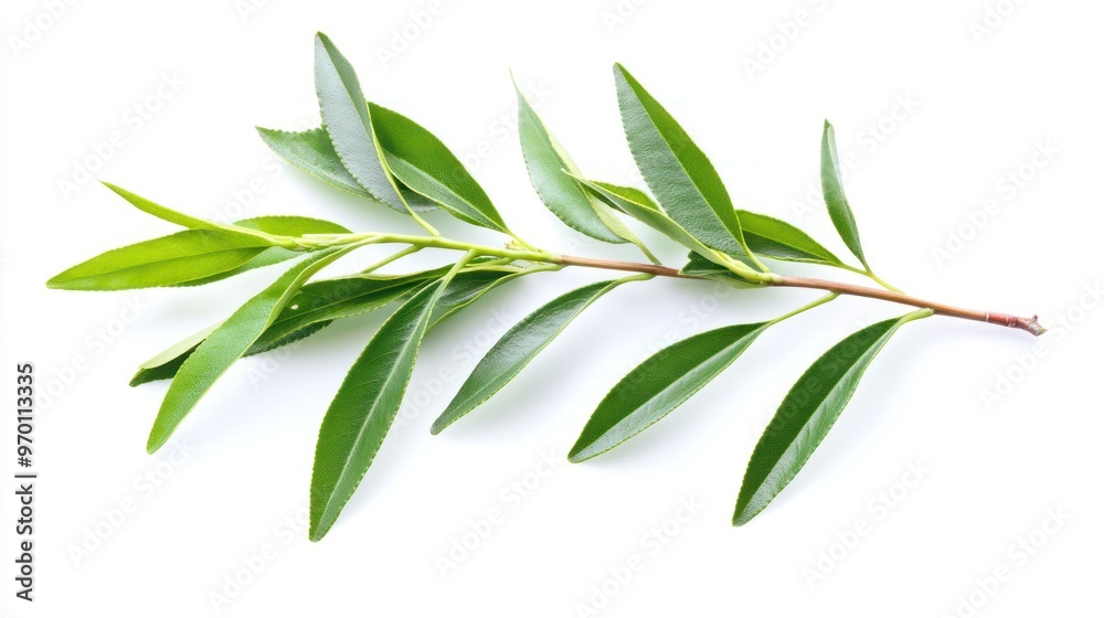 Green Branch with Leaves Isolated on White Background