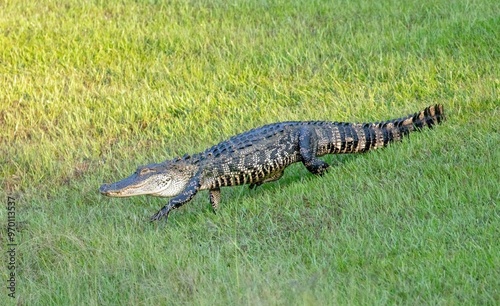 Alligator walking in the grass in North Carolina photo