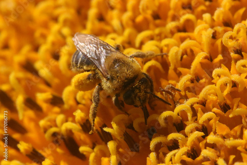 Honeybee on flower gathering pollen in late summer photo