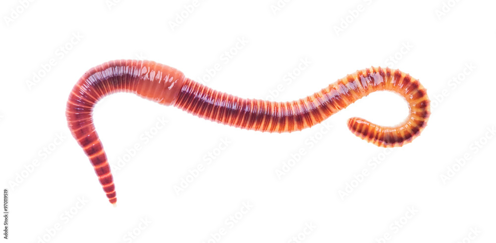 Naklejka premium Macro shot of red worm Dendrobena, earthworm live bait for fishing isolated on white background.