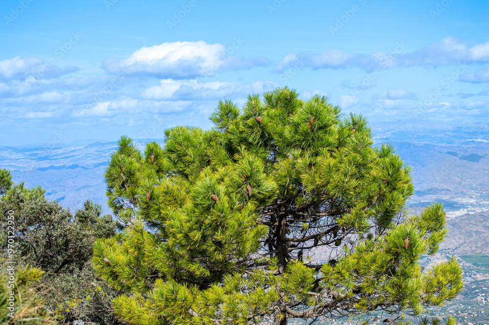 Fototapeta premium Panoramic view on Mediterranean sea and surrounding cities from Mijas peak, Andalusia, Malaga, Spain