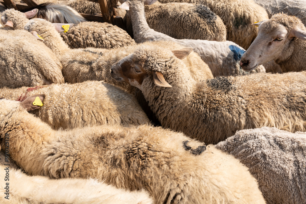 Fototapeta premium A herd of goats and sheep being guided into a fenced enclosure on a farm, preparing them for the daily milking routine. Livestock management in a traditional rural setting.