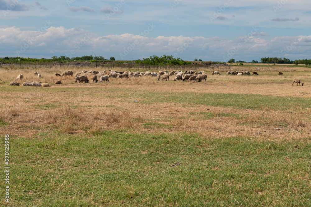 Goats and sheep grazing in an open pasture, set against the backdrop of a rural landscape with dry grass and trees in the distance. Goats and sheep grazing in an open pasture, set against the backdrop of a rural landscape with dry grass and trees in the distance.