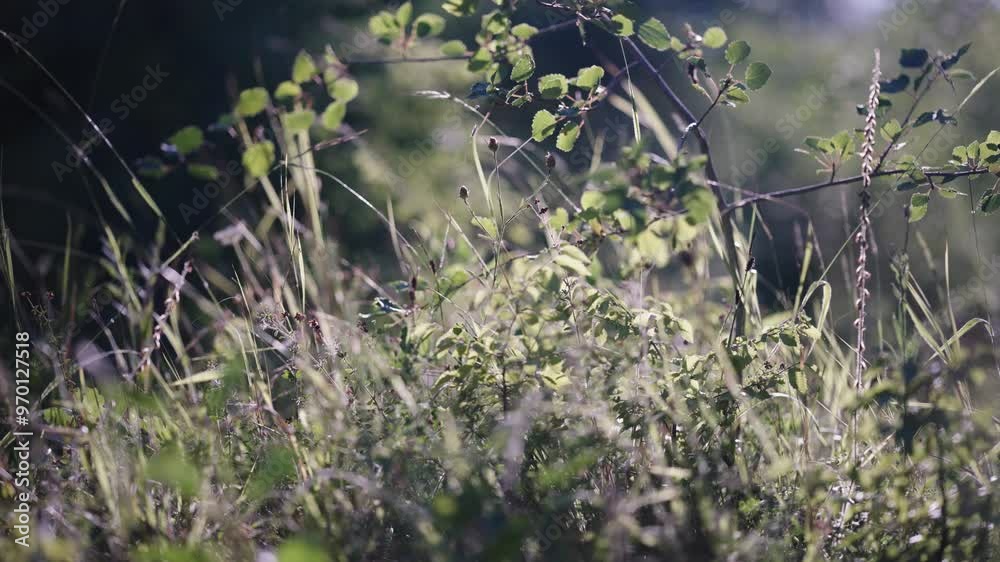 A cinematic view of a bush and tall grass swaying in the wind. The mountain steppe at sunset. Plants from a close distance. A lovely Macro world. Ant angle. Sounds of nature. A light breeze in August. A cinematic view of a bush and tall grass swaying in the wind. The mountain steppe at sunset. Plants from a close distance. A lovely Macro world. Ant angle. Sounds of nature. A light breeze in August.