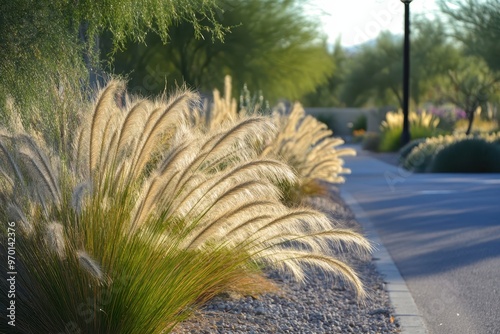 Thick Fountain grass clumps along Arizona s xeriscaped roads photo