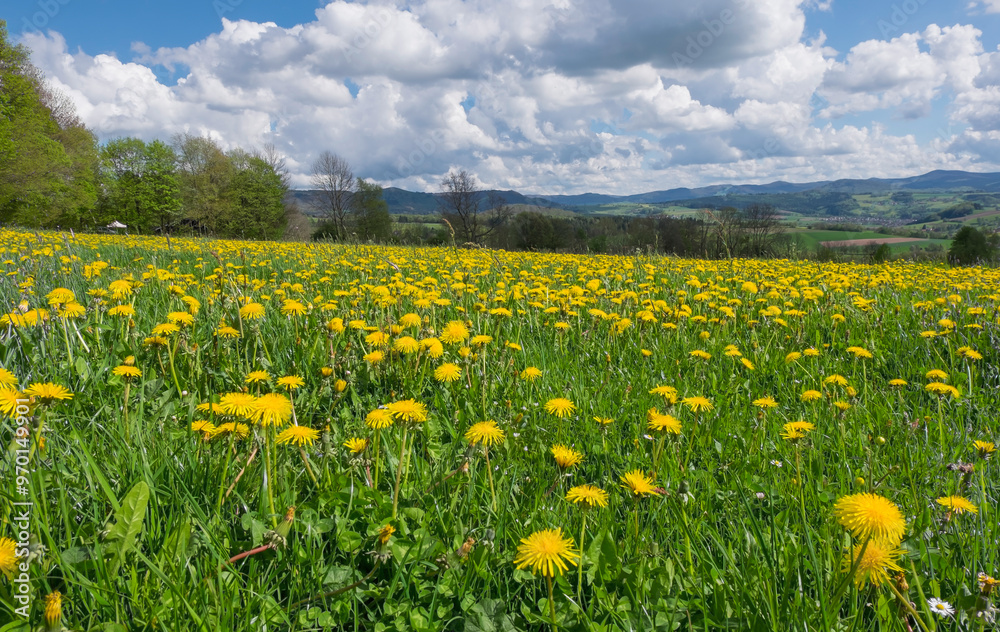 Fototapeta premium Frühling auf der Maulkuppe
