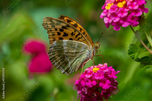 Silver washed fritillary butterfly. Butterflies with orange, gray, brown, and silver wings. Butterfly isolated on pink flower called lantana. Argynnis paphia. photo